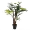 Fan Finger Palm Plant In Pot