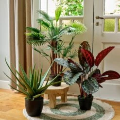 Fan Finger Palm Plant In Pot -Home Decor Store fan finger palm plant in pot p7799 128086 image