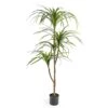 Large Ornamental Marginata Tree 1 Large Ornamental Marginata Tree -Home Decor Store large ornamental marginata tree p8767 133977 image