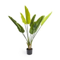 Large Ornamental Strelitizia Reginae Tree