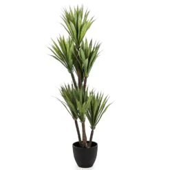 Large Ornamental Yucca Tree In Black Pot