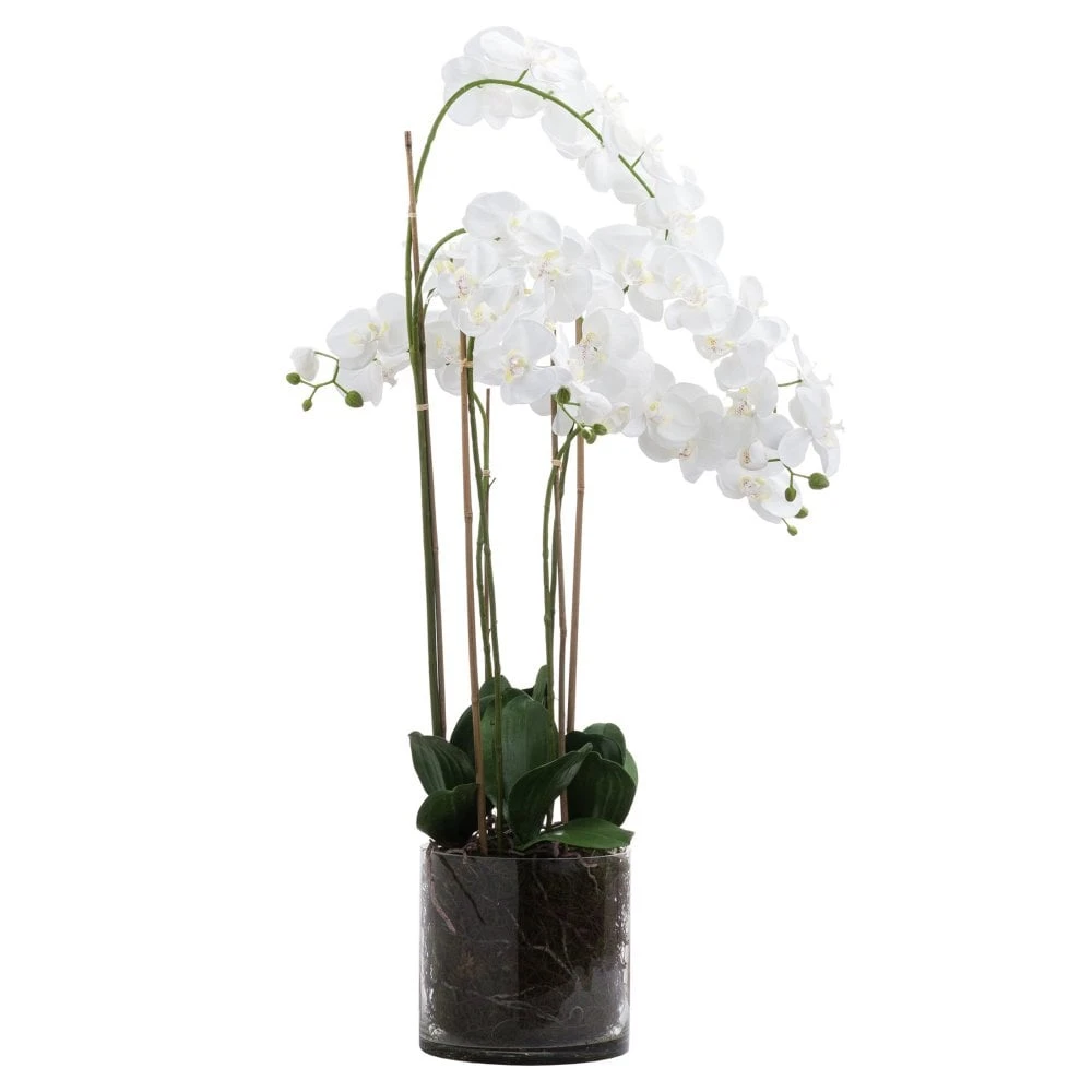 Large White Orchid In Glass Pot 3 Large White Orchid In Glass Pot