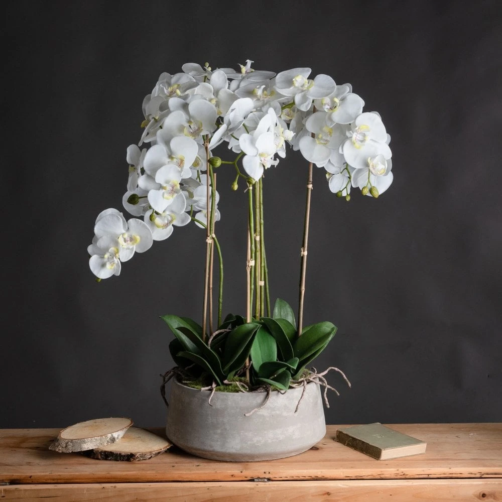 Large White Orchid In Stone Pot 4 Large White Orchid In Stone Pot - Image 2