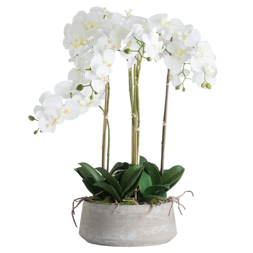 Large White Orchid In Stone Pot 3 Large White Orchid In Stone Pot