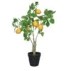Lemon Tree In Plactic Pot -Home Decor Store lemon tree in plactic pot p4408 102254 image