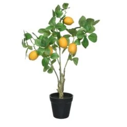 Lemon Tree In Plactic Pot