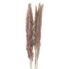 HI Mini Natural Pampas Grass Single Stem -Home Decor Store mini natural pampas grass single stem p4618 102622 image