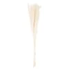 Mini White Pampas Grass Single Stem -Home Decor Store mini white pampas grass single stem p4617 102630 image