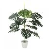 Monstera Indoor Plant In Pot -Home Decor Store monstera indoor plant in pot p3078 81653 image