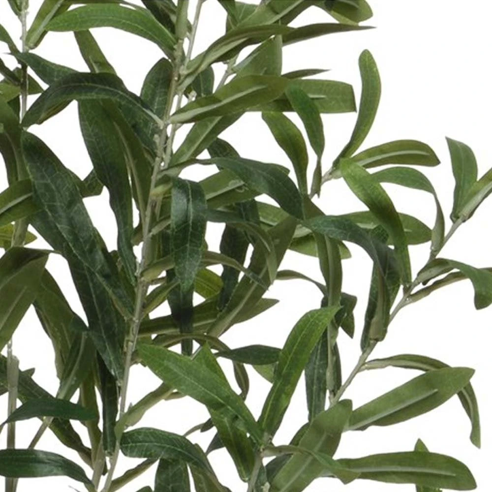 Olive Tree In Plastic Pot 4 Olive Tree In Plastic Pot - Image 2