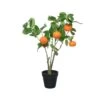 Orange Tree In Plastic Pot