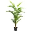 Ornamental Fern Tree In Black Pot
