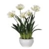 White Agapanthus Plants 2 White Agapanthus Plants -Home Decor Store white agapanthus plants p216 493 image