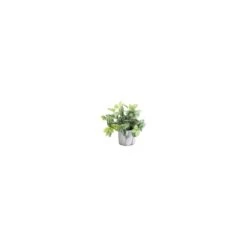 White And Green Nerve Plant -Home Decor Store white and green nerve plant p3576 85160 image
