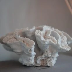 White Faux Coral 12 White Faux Coral -Home Decor Store white faux coral p2502 103055 image