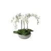 White Orchid In Ceramic Pot -Home Decor Store white orchid in ceramic pot p2695 78218 image