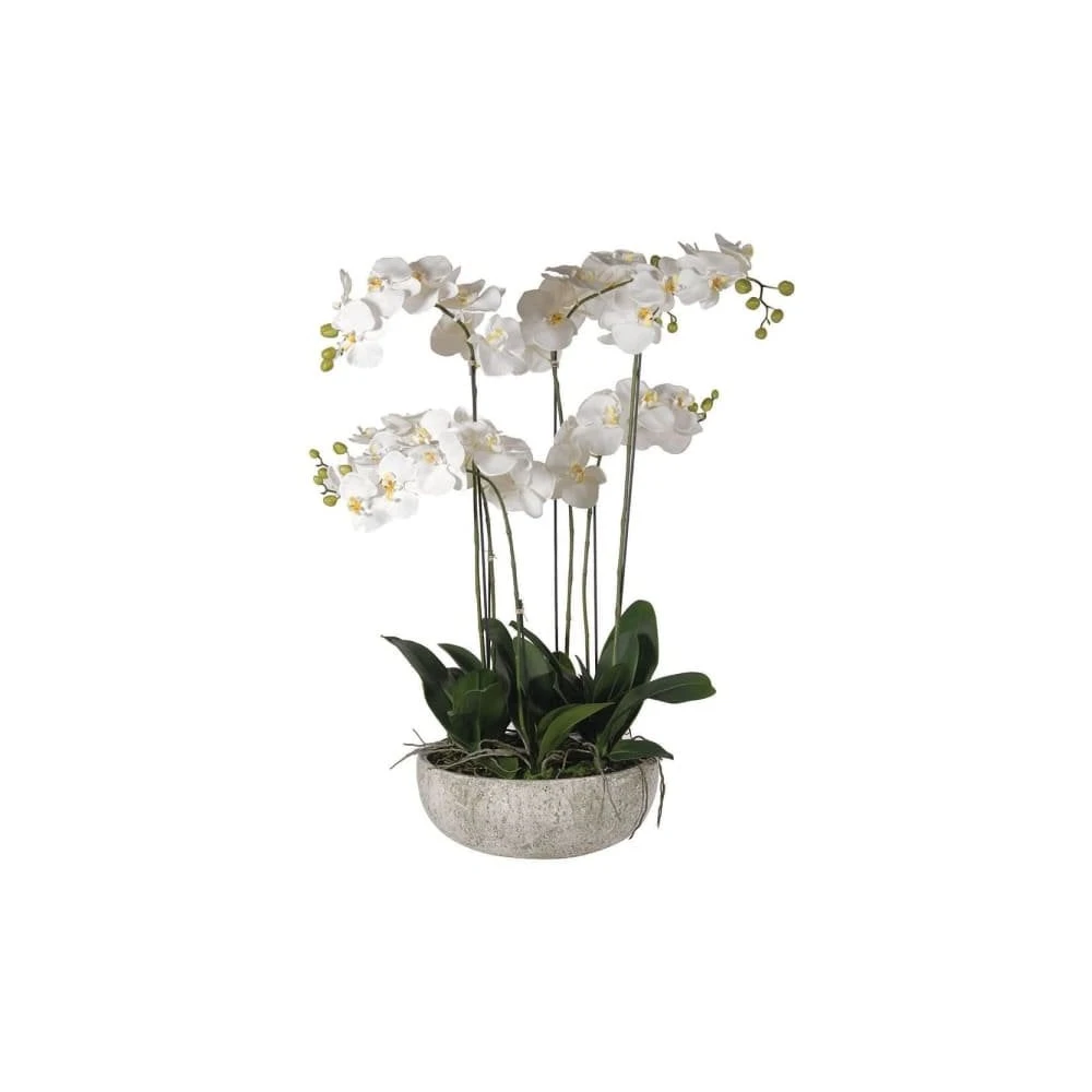 White Orchid In Stone Bowl 3 White Orchid In Stone Bowl