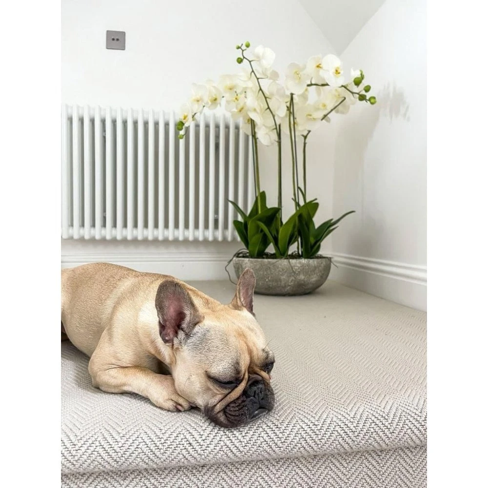 White Orchid In Stone Bowl 4 White Orchid In Stone Bowl - Image 2