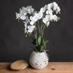 White Orchid In Stone Pot -Home Decor Store white orchid in stone pot p1047 1690 image