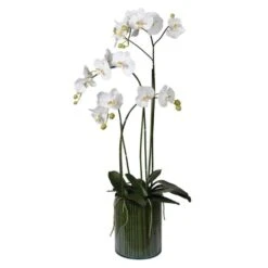 White Orchid Phalaenopsis Plant