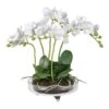 White Small Orchid Phalaenopsis Plant