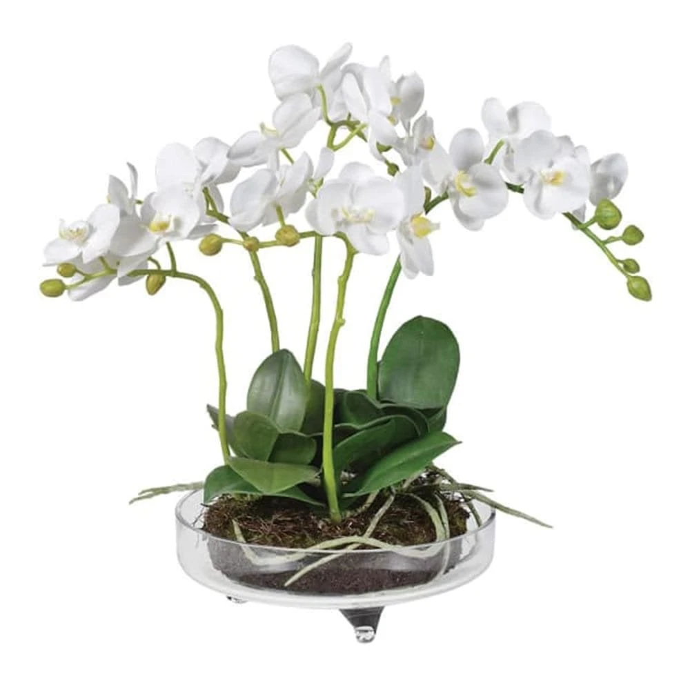 White Small Orchid Phalaenopsis Plant 3 White Small Orchid Phalaenopsis Plant