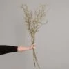 Willow Branch With Catkins 2 Willow Branch With Catkins -Home Decor Store willow branch with catkins p264 70381 image