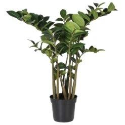 Zamioculcus Plant In Black Pot